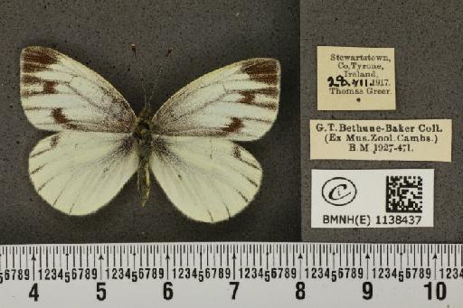 Pieris napi britannica Müller & Kautz, 1939 - BMNHE_1138437_90832