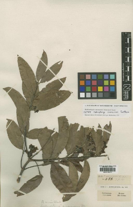 Banisteriopsis cinerascens (Benth.) Gates - BM000796157