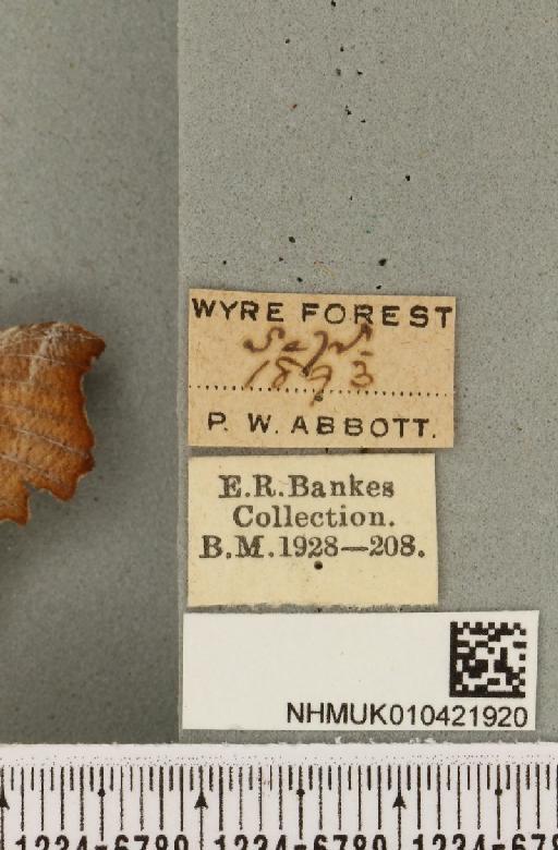 Scoliopteryx libatrix (Linnaeus, 1758) - NHMUK_010421920_label_535064