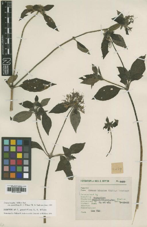 Crusea hispida subsp. grandiflora (Paul G.Wilson) Borhidi - BM001009081