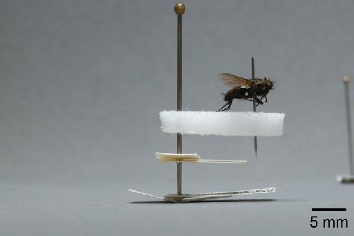 Sarcophaga (Myorhina) nigriventris Meigen, 1826 - 015091636_lateral