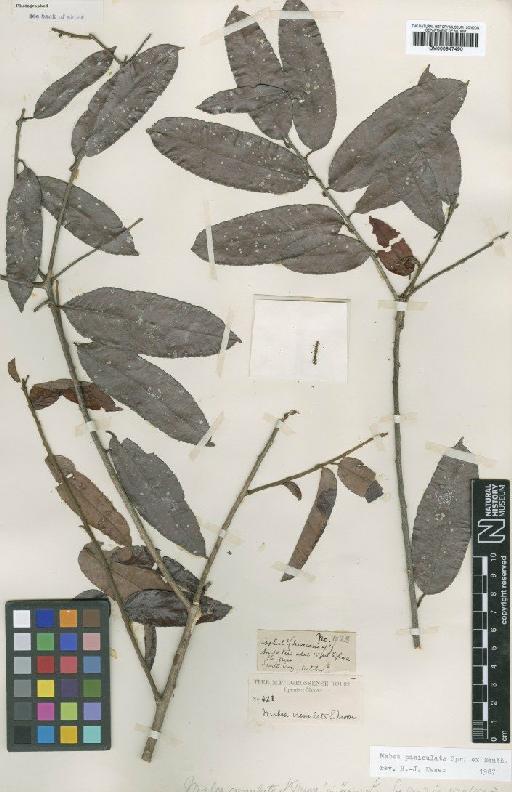 Mabea paniculata Spruce ex Benth. - BM000947490
