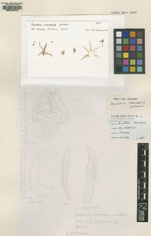 Grastidium cheesmaniae (Guillaumin) Rauschert - BM000645773