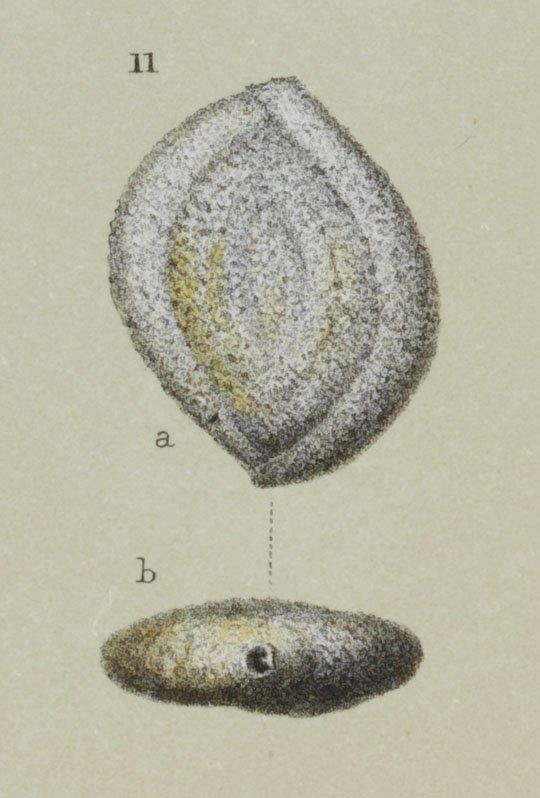 To NHMUK collection (Spiroloculina asperula Karrer, 1868; NHMUK:ecatalogue:3093227)
