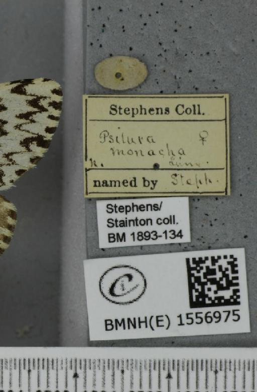 Lymantria monacha (Linnaeus, 1758) - BMNHE_1556975_label_251718