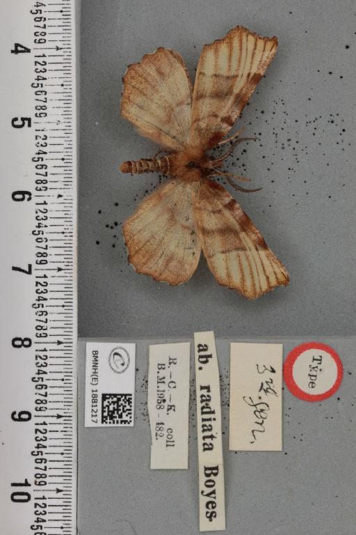 Selenia dentaria ab. radiata Boyes, 1950 - BMNHE_1881217_a_446567