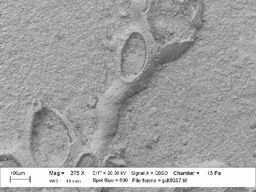 Charixa sexspinata Martha et al., 2019 - PI BZ 7895 - Charixa sexspinata