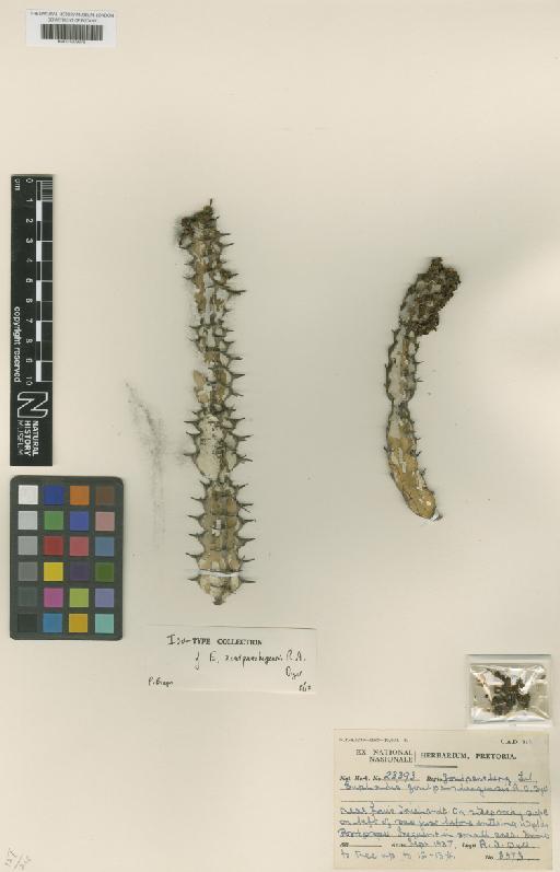 Euphorbia zoutpansbergensis R.A.Dyer - BM001209676