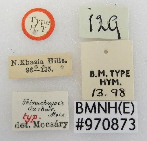 Chrysis durbar Mocsary, A., 1914 - Chrysis_durbar-BMNH(E)#970873_type-labels