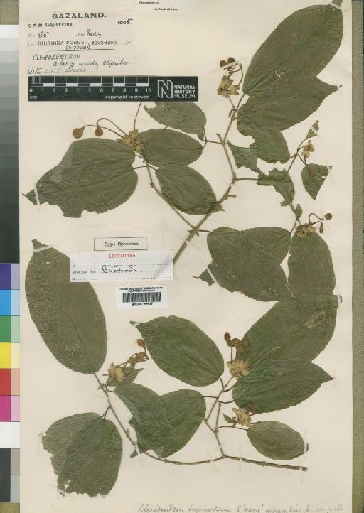 Clerodendron swynnertonii Moore - BM000798627