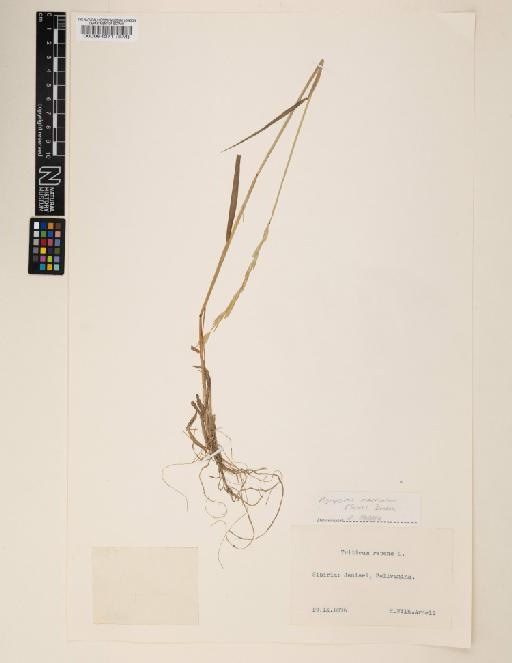 Elymus macrourus (Turcz.) Tzvelev - 000064271