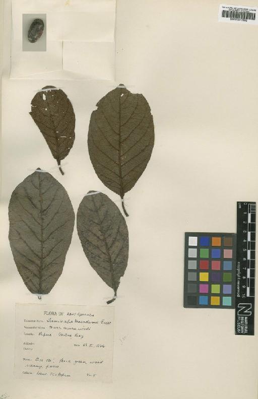 Terminalia macadamii Exell - BM000947092