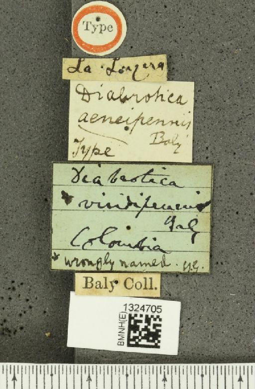 Isotes aeneipennis (Baly, 1886) - BMNHE_1324705_label_21797