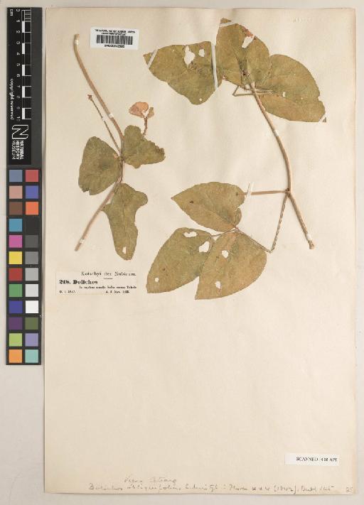Vigna unguiculata (L.) Walp. - BM000842660