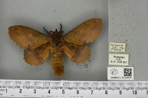 Gastropacha quercifolia (Linnaeus, 1758) - BMNHE_1521630_198567