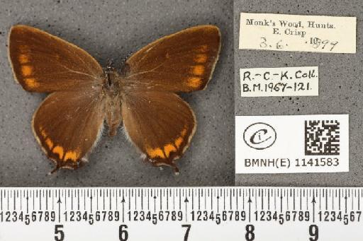 Satyrium pruni ab. progressiva Tutt, 1907 - BMNHE_1141583_96174