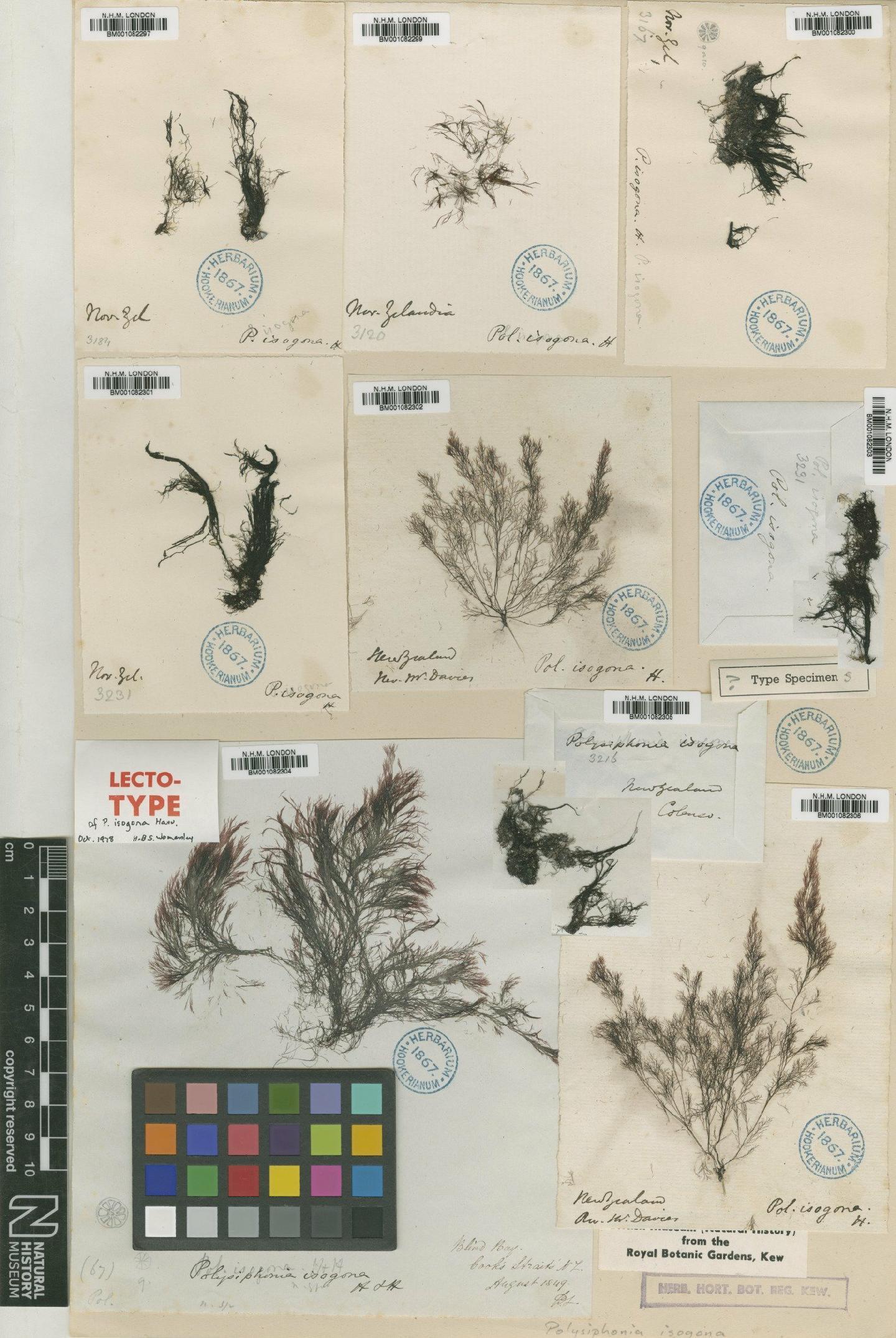 To NHMUK collection (Polysiphonia isogona Kütz.; NHMUK:ecatalogue:2311908)