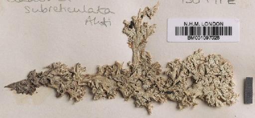 Cladonia subreticulata Ahti - BM001097028_a