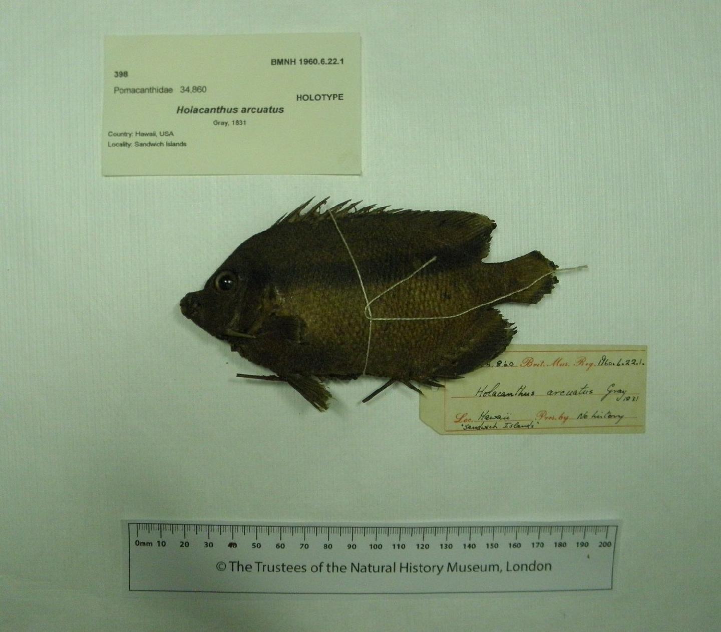 To NHMUK collection (Holacanthus arcuatus Gray, 1831; HOLOTYPE; NHMUK:ecatalogue:2525198)