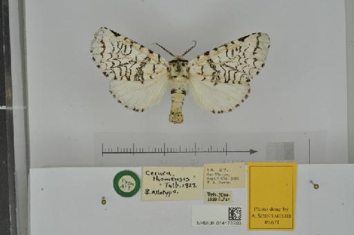 Afrocerura thomensis (Talbot, 1929) - NHMUK_014173203_Cerura_thomensis_Talbot_1929_female_SaoThome_Paratype_D.JPG