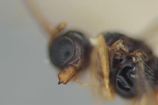 Phaenocarpa leveri Nixon, G., 1939 - Phaenocarpa_leveri_mandible_1022322