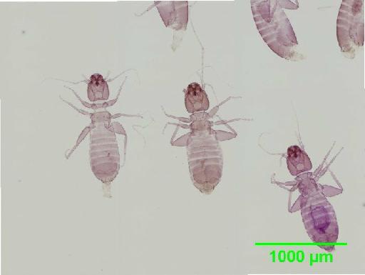 Liposcelis paetus Pearman, 1942 - 010150895__2016_03_17_s5