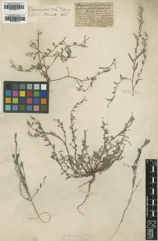 Indigofera linifolia (L.f.) Retz. - BM000997413