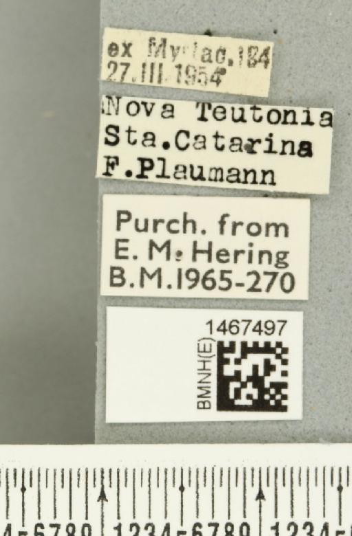 Anastrepha barbiellinii Lima, 1938 - BMNHE_1467497_label_40348