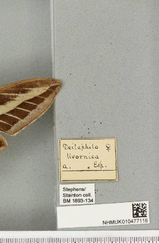 Hyles livornica (Esper, 1780) - NHMUK_010477116_label_534718