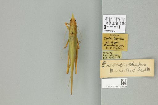 Euconocephalus pallidus (Redtenbacher, 1891) - 012496634_73514_92854