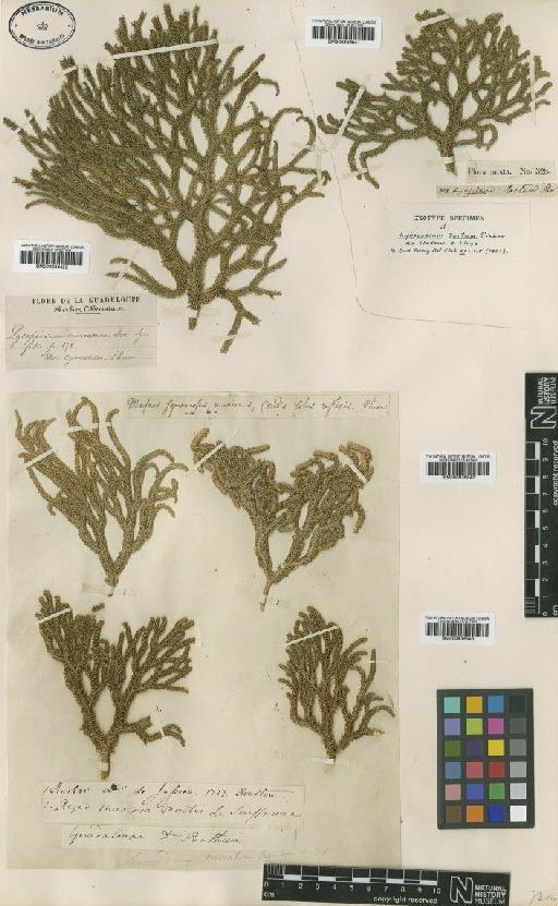 Lycopodium tortum Sieber ex Underw. & F.E.Lloyd - BM000936843