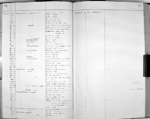 Nyctiphanes couchi (Bell, 1853) - Zoology Accessions Register: Crustacea: 1935 - 1962: page 72