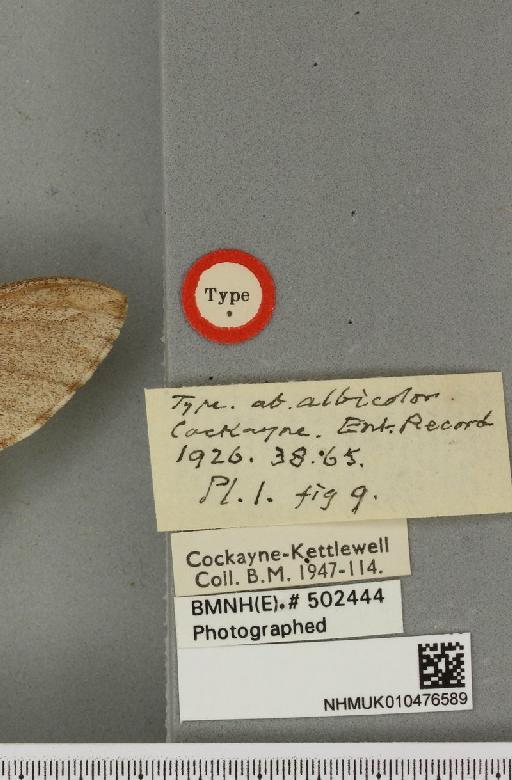 Sphinx pinastri ab. albicolor Cockayne, 1926 - NHMUK_010476589_a_label_534176