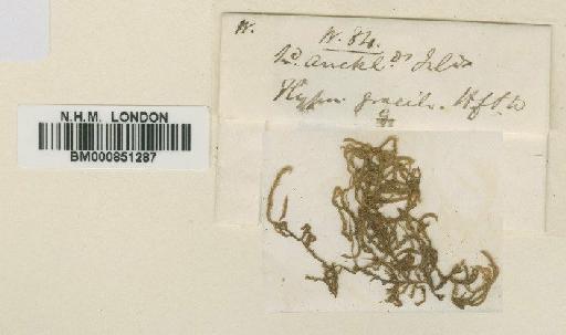 Fallaciella gracilis (Hook.f. & Wilson) H.A.Crum - BM000851287