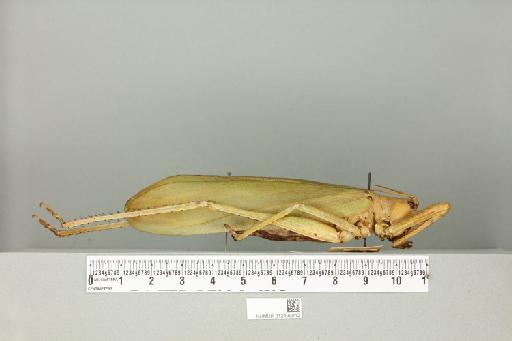 Sexava coriacea (Linnaeus, 1758) - 012499042_reverse