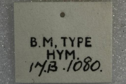 Trigona laboriosa Smith, F., 1862 - Trigona_laboriosa-BMNH(E)970281- label6_0.8x