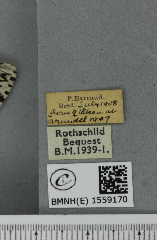 Lymantria monacha ab. mediofasciata Lempke, 1947 - BMNHE_1559170_label_251874
