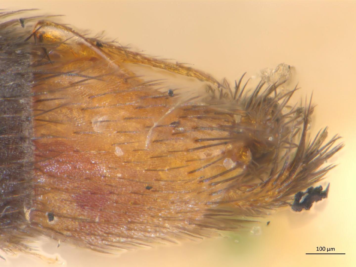 Rymosia connexa