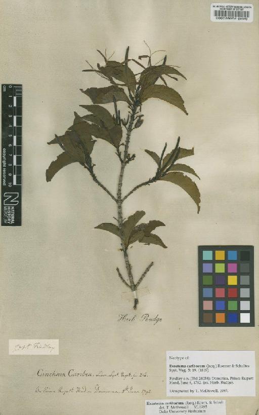 Exostema caribaeum (Jacq.) Roem. & Schult. - BM000028058