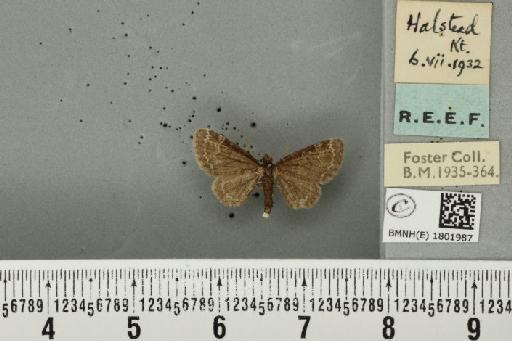 Pasiphila rectangulata ab. nigrosericeata Haworth, 1809 - BMNHE_1801987_378042