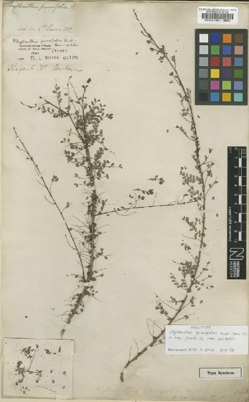 Phyllanthus parvifolius Buch.-Ham. ex D.Don - BM000521801
