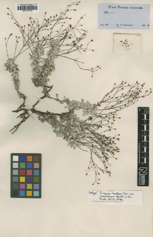 Eriogonum tenellum var. ramosissimum Benth. - BM001024532