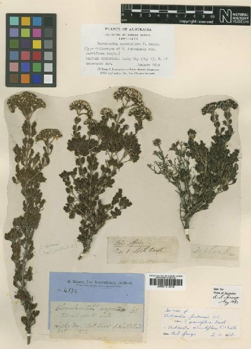 Verticordia minutiflora F.Muell. - BM001015019