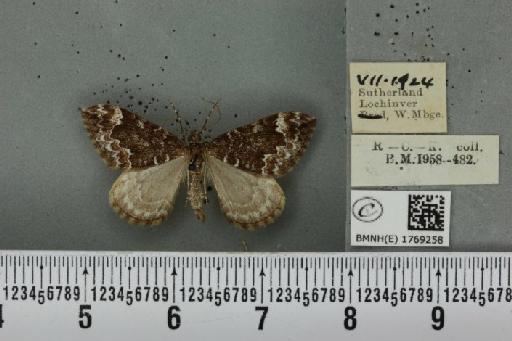Dysstroma truncata truncata (Hufnagel, 1767) - BMNHE_1769258_349951