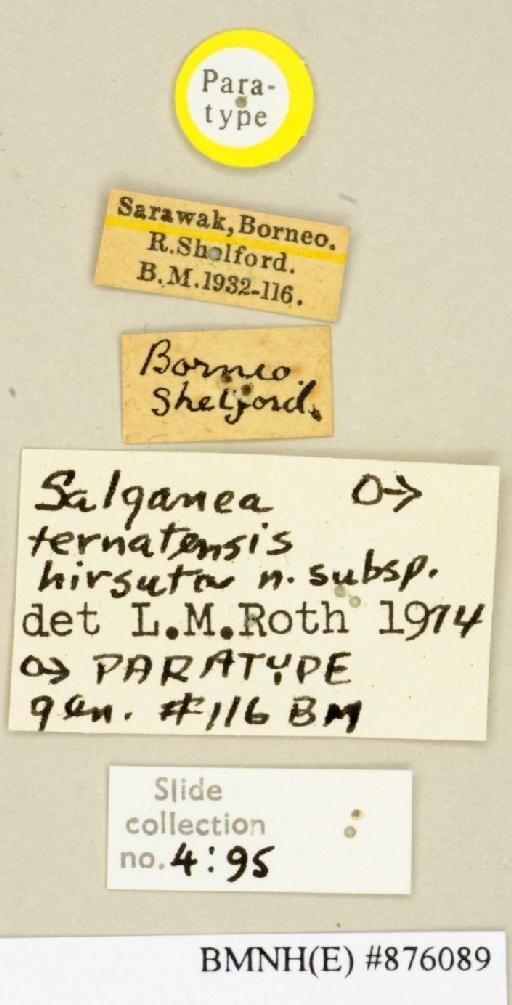 Salganea ternatensis hirsuta Roth, 1979 - Salganea ternatensis hirsuta Roth, 1979, male, paratype, labels. Photographer: Edward Baker. BMNH(E)#876089