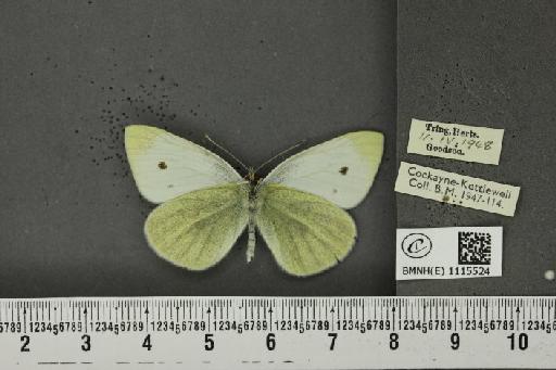 Pieris rapae ab. subtalbata Goodson, 1959 - BMNHE_1115524_70459