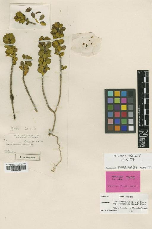 Symplocos cochinchinensis subsp. leptophylla (Brand) Noot. - BM000997515