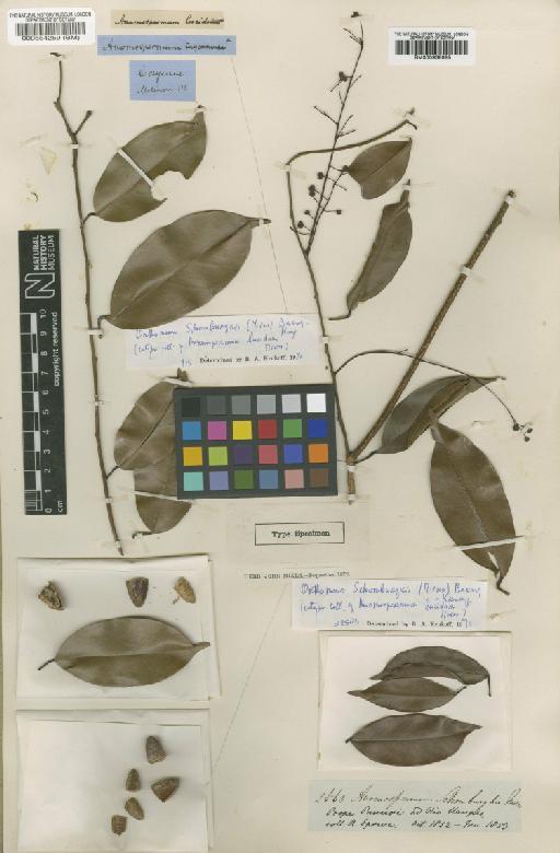 Orthomene schomburgkii (Miers) Barneby & Krukoff - BM000938925