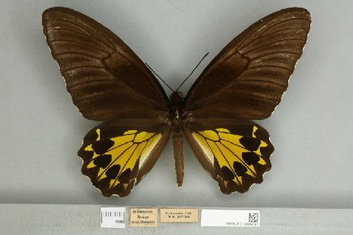 Troides helena heliconoides Moore, 1877 - 013606487__599288