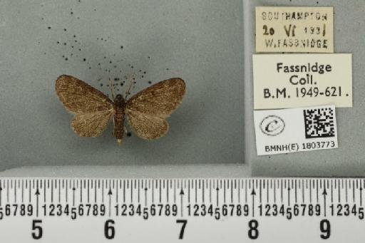 Pasiphila rectangulata (Linnaeus, 1758) - BMNHE_1803773_378096